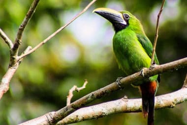 Wild Amazon Expedition Wasai Tambopata