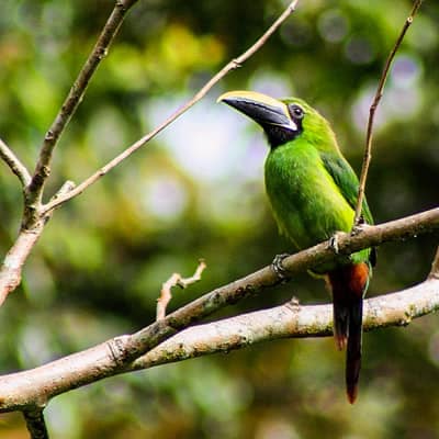 Wild Amazon Expedition Wasai Tambopata