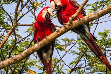 Amazon Expedition Tambopata Macaws Clay Lick & Sandoval Lake