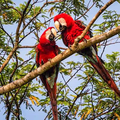 Amazon Expedition Tambopata Macaws Clay Lick & Sandoval Lake